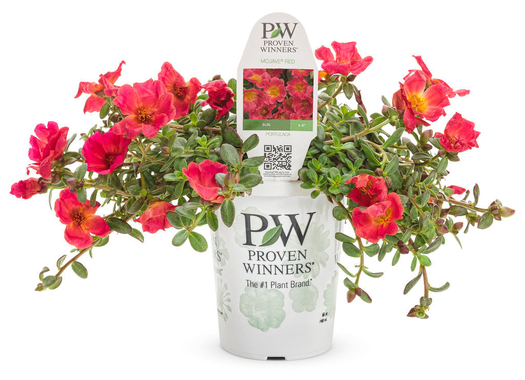 Portulaca umbraticola 'Mojave® Red' in grower pot