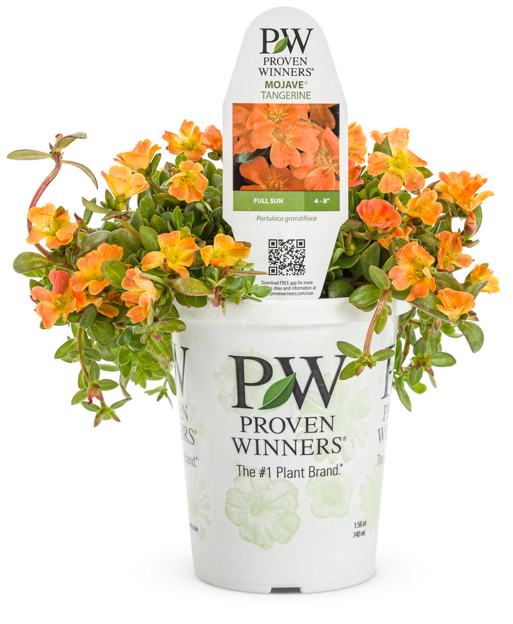 Portulaca umbraticola 'Mojave® Tangerine' in grower pot