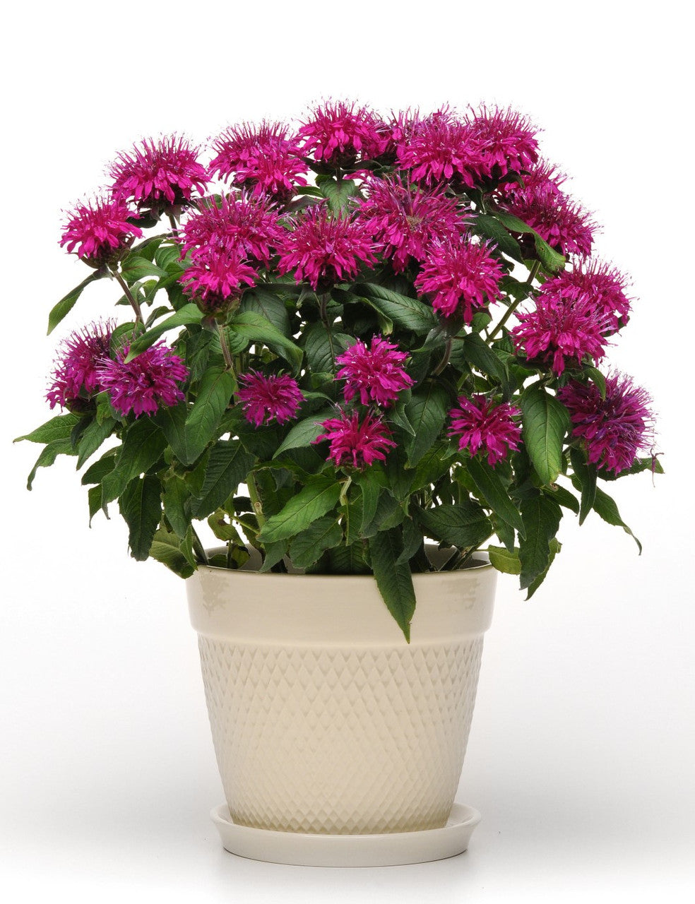 Monarda didyma 'Balmy™ Purple'