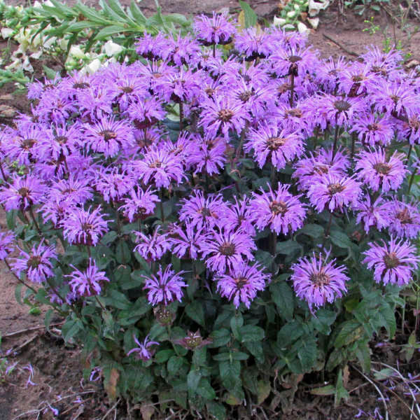 Monarda Sugar Buzz™ 'Blue Moon'