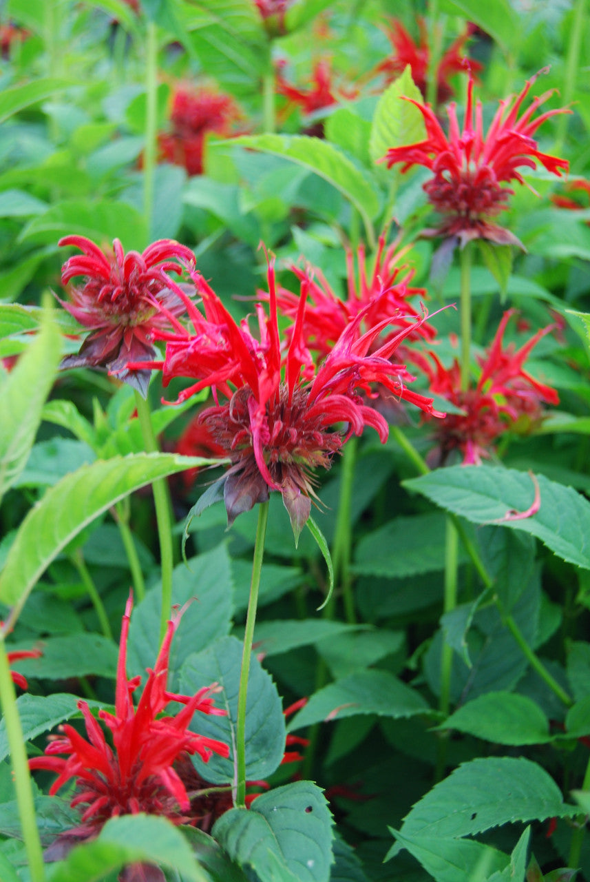 Monarda didyma 'Jacob Cline'