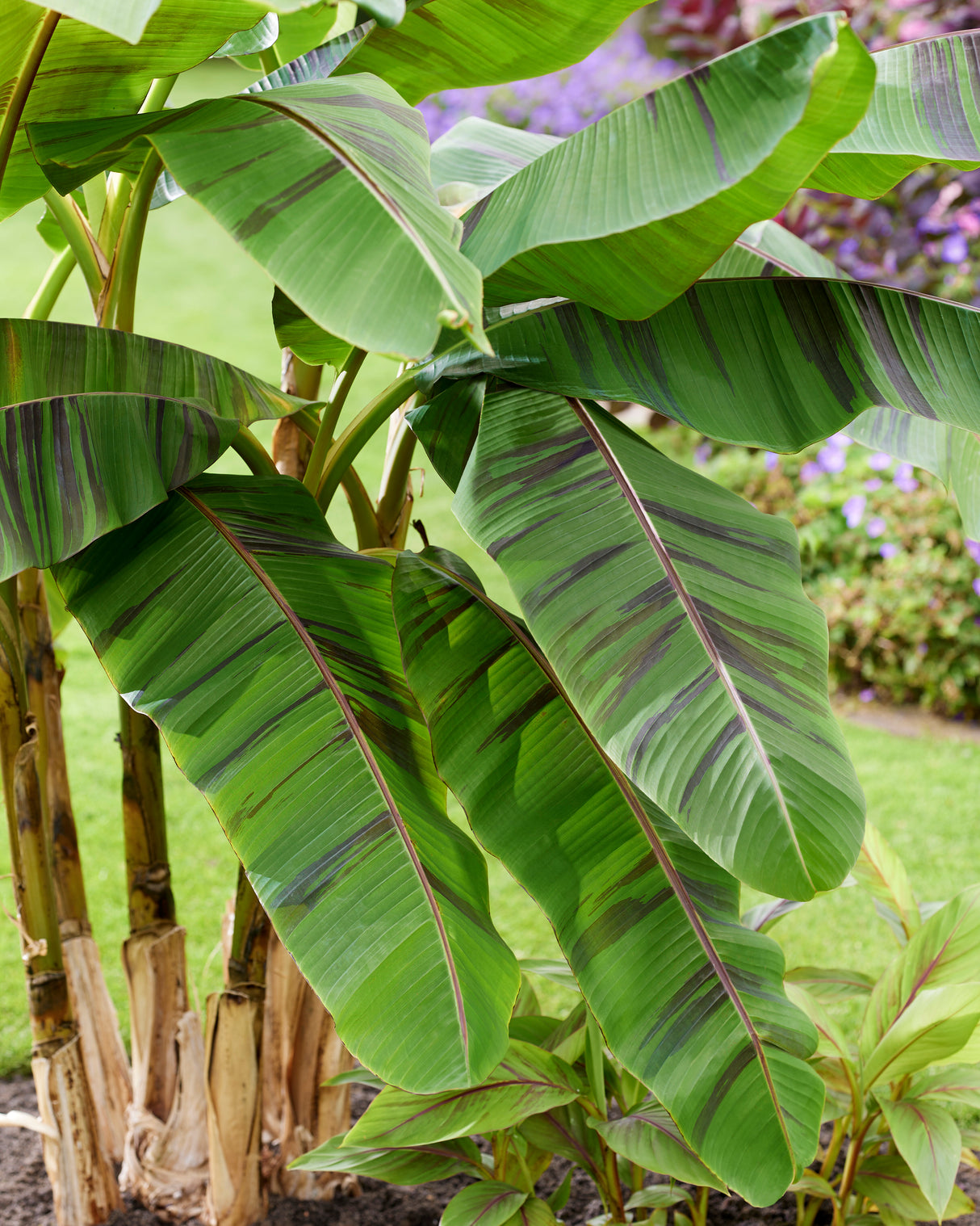 Musa sikkimensis 'Ever Red'
