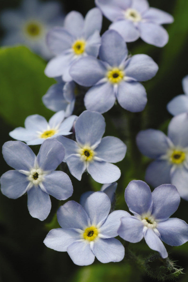 Myosotis sylvatica 'Mon Amie Blue'