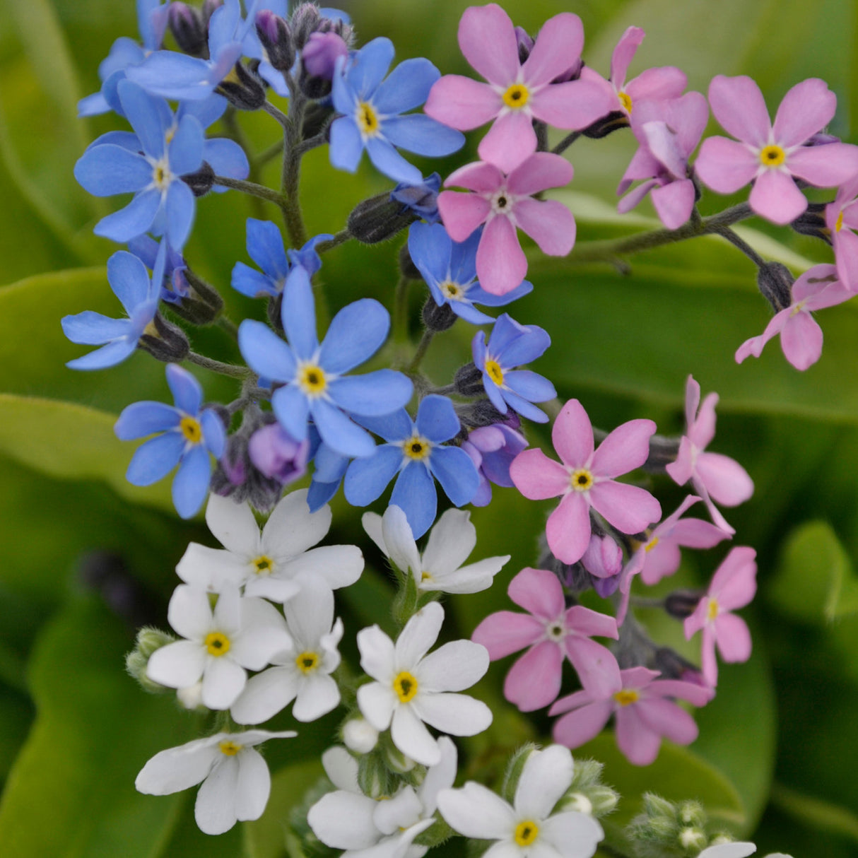 Myosotis sylvatica 'Mon Amie Mix'