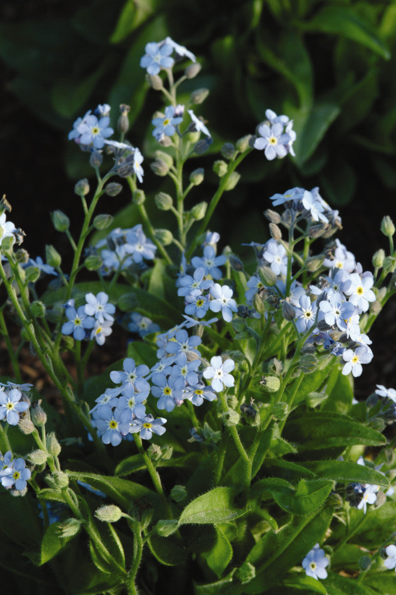 Myosotis sylvatica 'Mon Amie Blue'