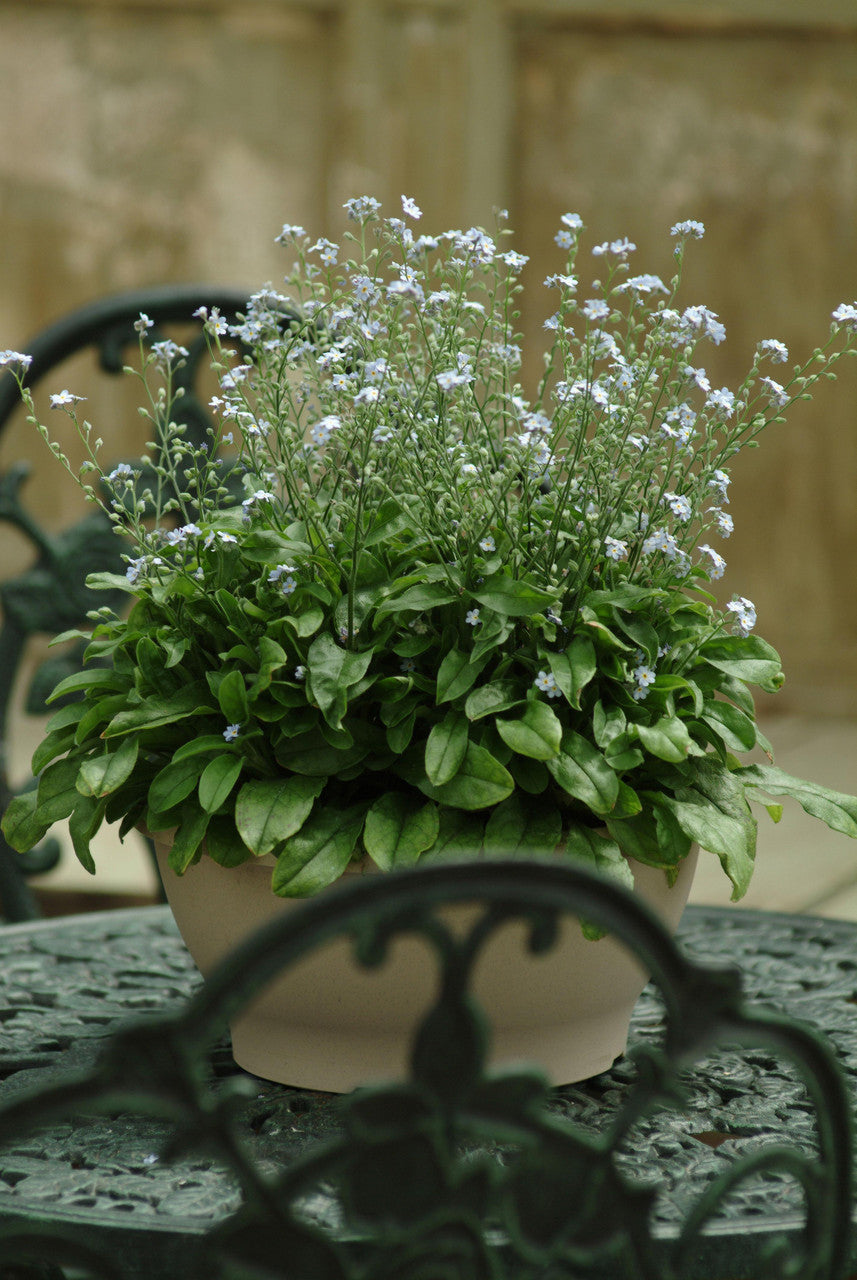 Myosotis sylvatica 'Mon Amie Blue'