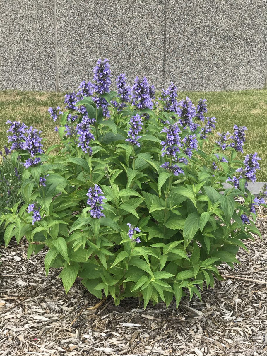 エターナル・ブルーページ Juliet- c♡nstance Nepeta subsessilis 'PRELUDE™ Blue' Japanese Catmint from Pleasant