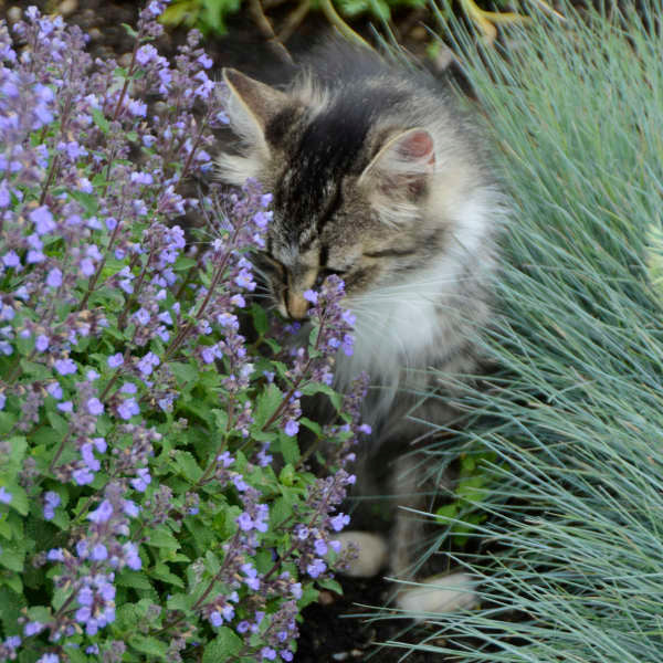 Nepeta x faassenii 'Purrsian Blue'