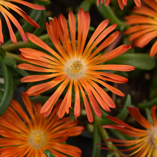 A close up of an orange flower with green foliage.