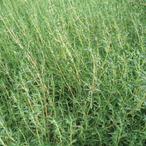 Thyme 'Orange'