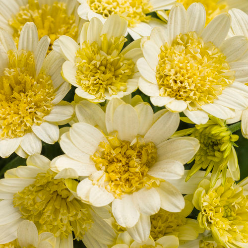 Osteospermum hybrid 'Bright Lights™ Double Moonglow'