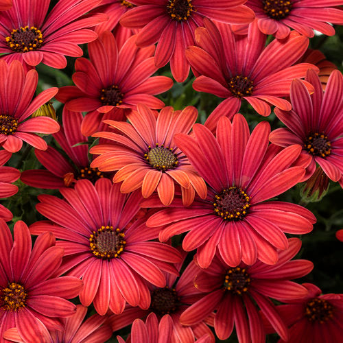Osteospermum hybrid 'Bright Lights™ Red'