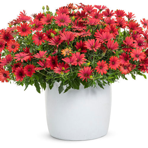 Osteospermum hybrid 'Bright Lights™ Red'