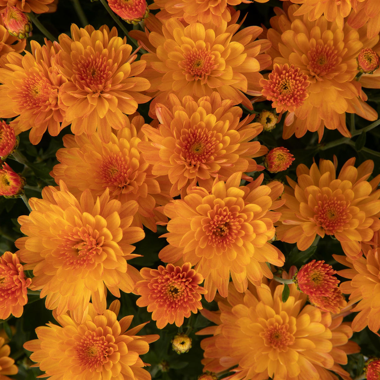 Chrysanthemum 'Pamela™ Orange'