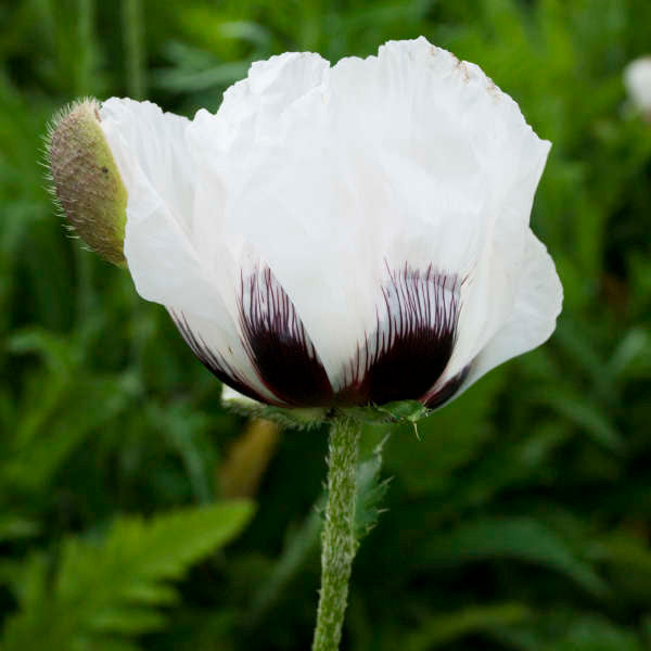 Papaver orientale 'Royal Wedding'
