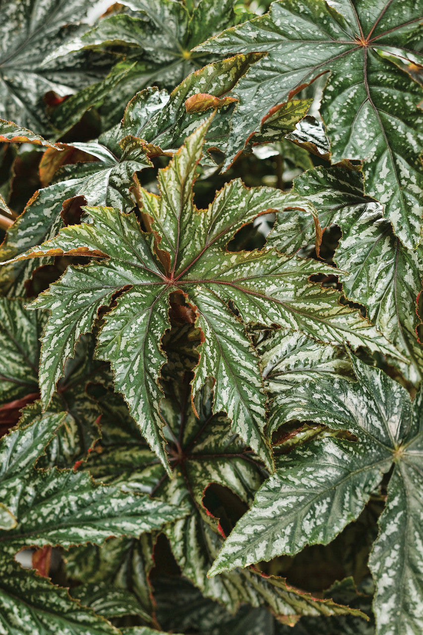 Begonia hybrid 'Proven Accents® Pegasus®'
