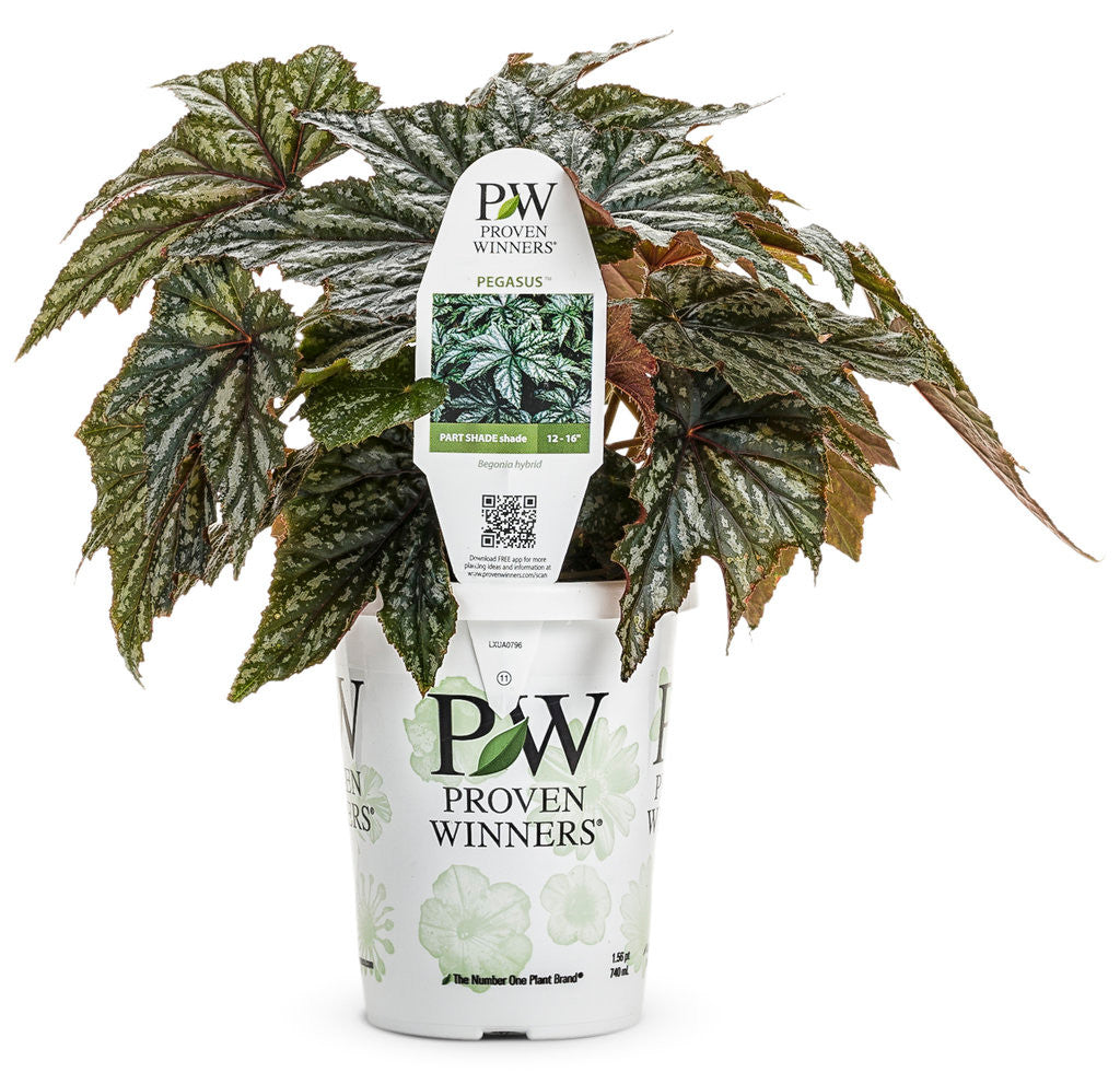 Begonia hybrid 'Proven Accents® Pegasus®' in grower pot