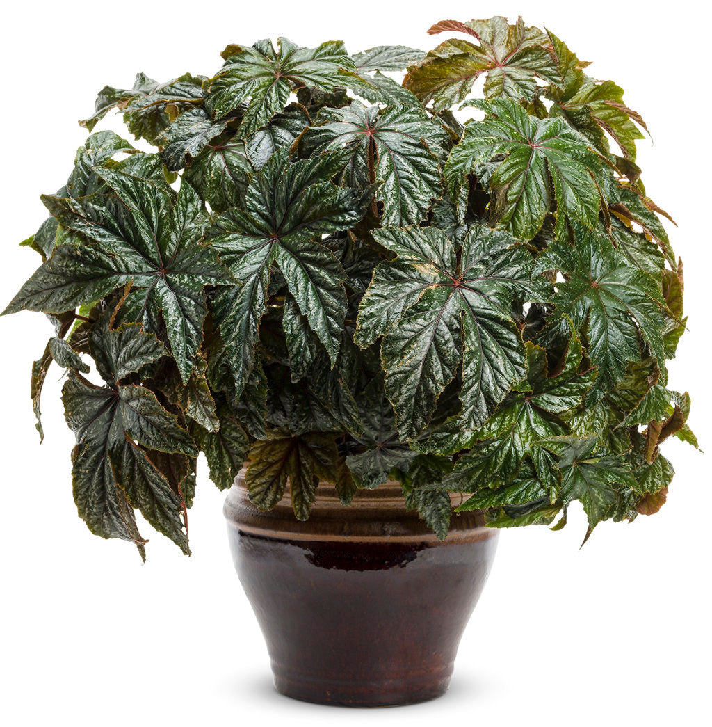 Begonia hybrid 'Proven Accents® Pegasus®' in decorative pot