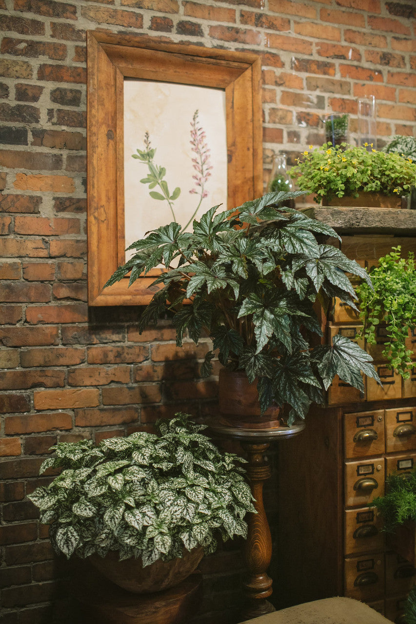 Begonia hybrid 'Proven Accents® Pegasus®'