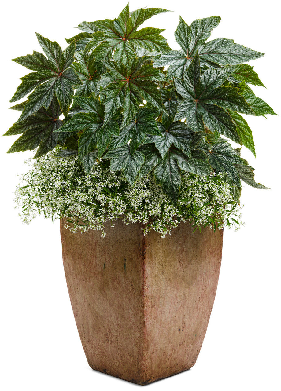 Begonia hybrid 'Proven Accents® Pegasus®' combination