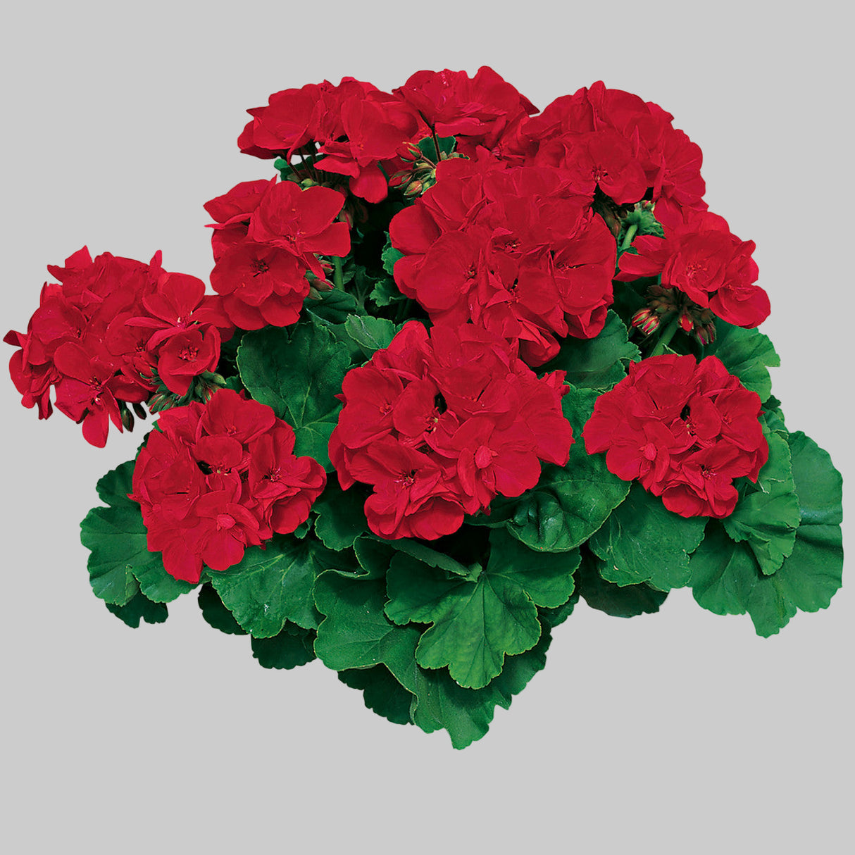 Pelargonium 'Americana® Dark Red'