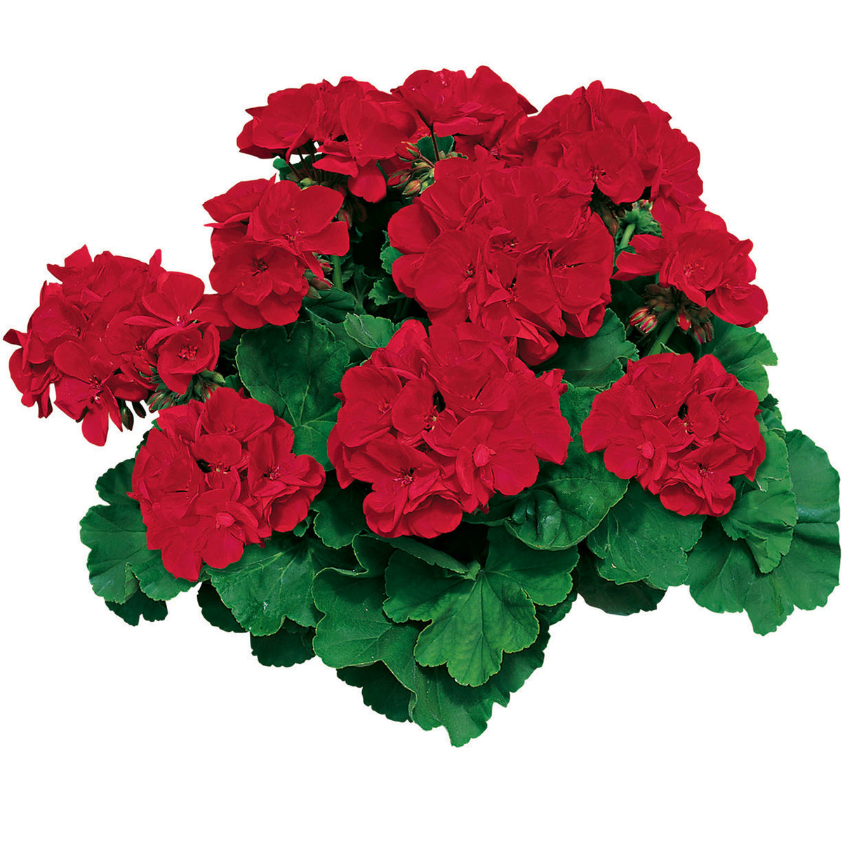 Pelargonium 'Americana® Dark Red'