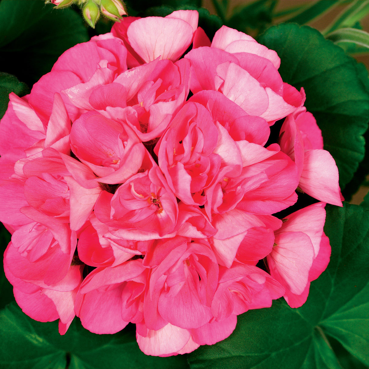 Close-up of a vibrant pink flower with green leaves