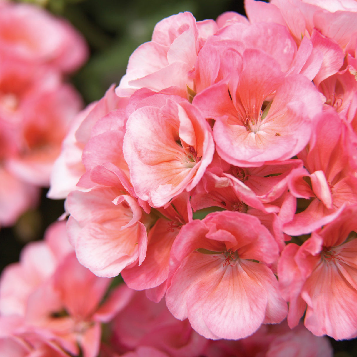 Close-up of pink flowers with a blurred green background