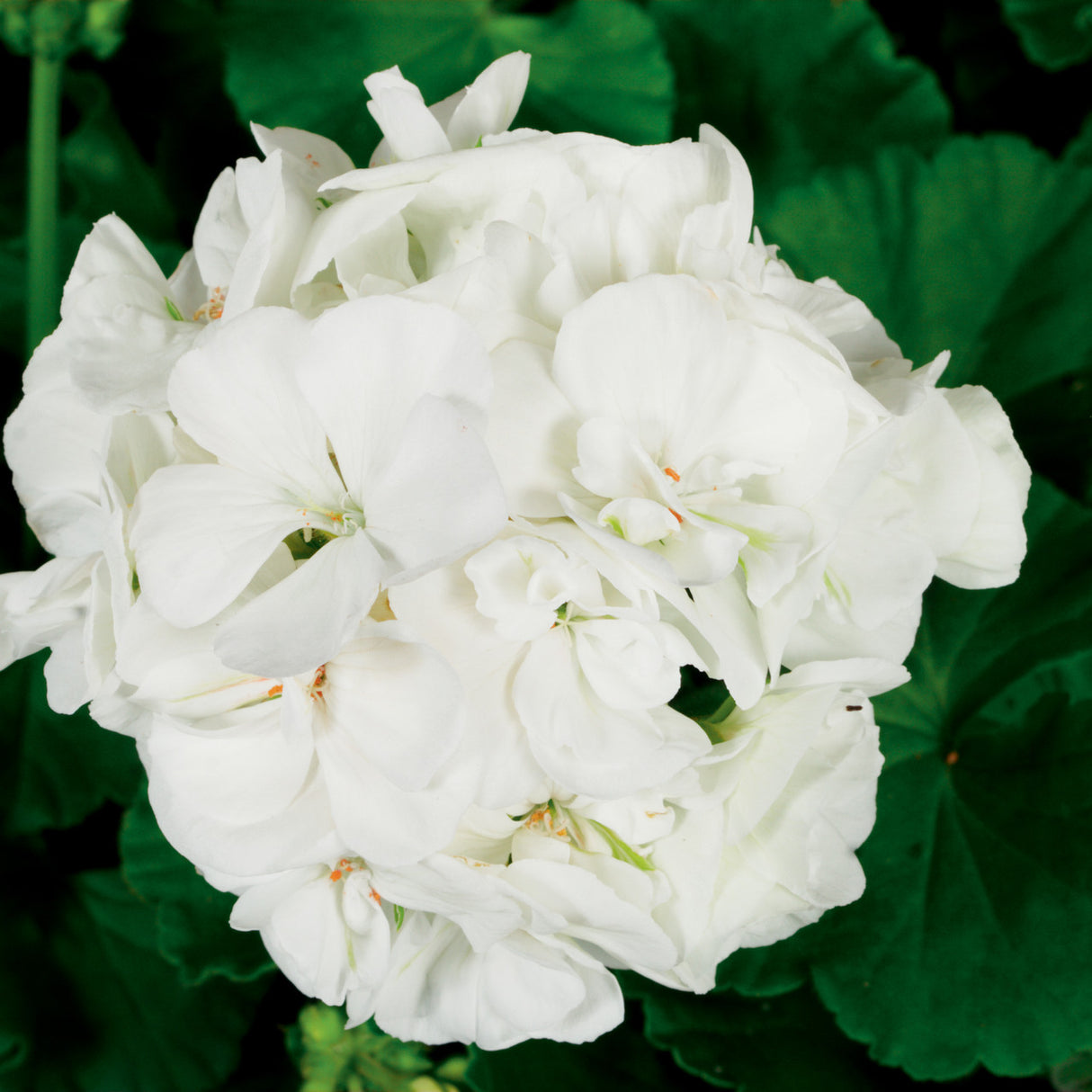 Close-up of a white flower with green leaves in the background