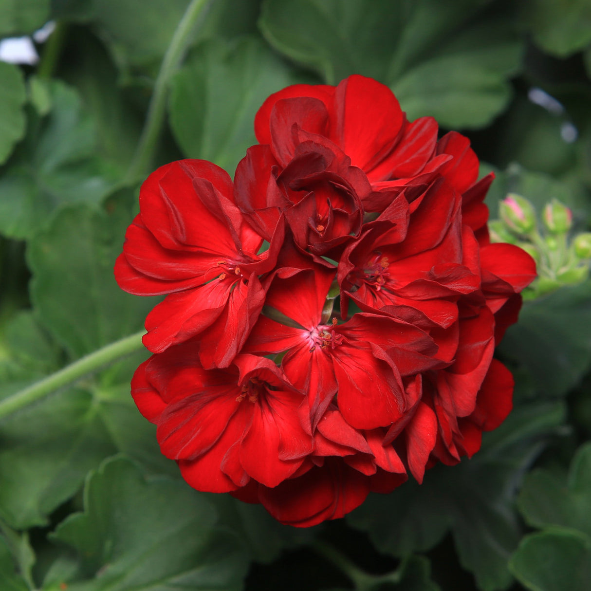 Close-up of a vibrant red flower with green leaves in the background