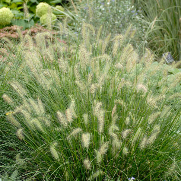 Pennisetum alopecuroides 'Hameln'