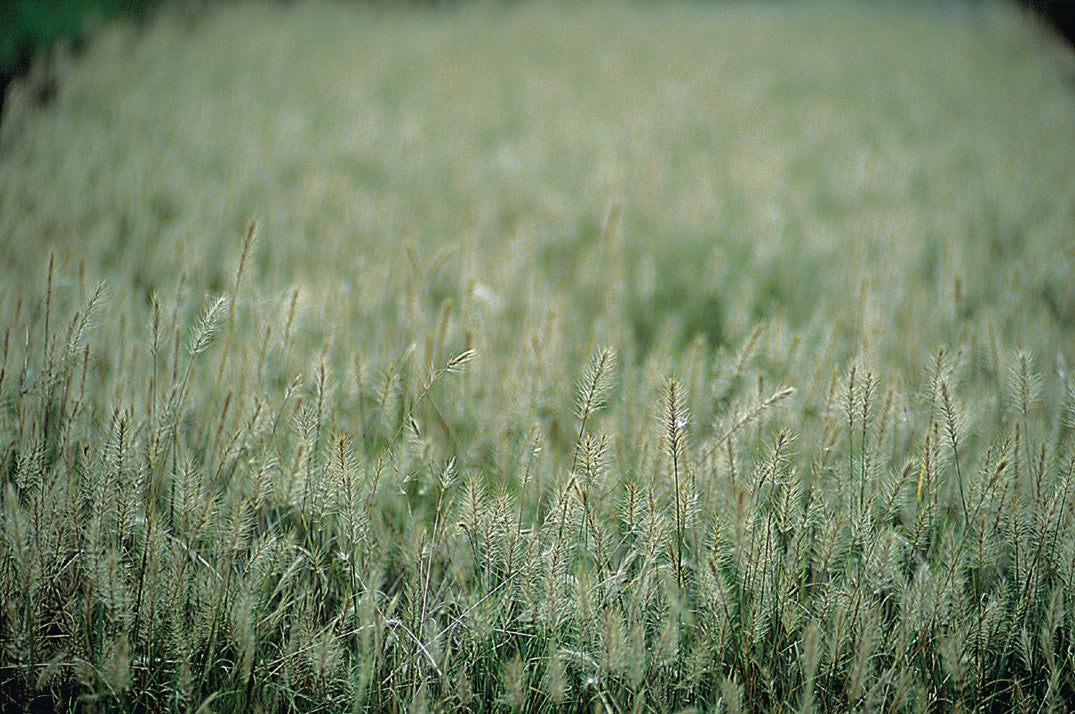 Pennisetum alopecuroides 'Little Bunny'
