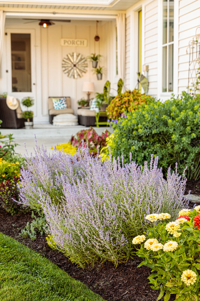 Perovskia atriplicifolia 'Denim 'n Lace'