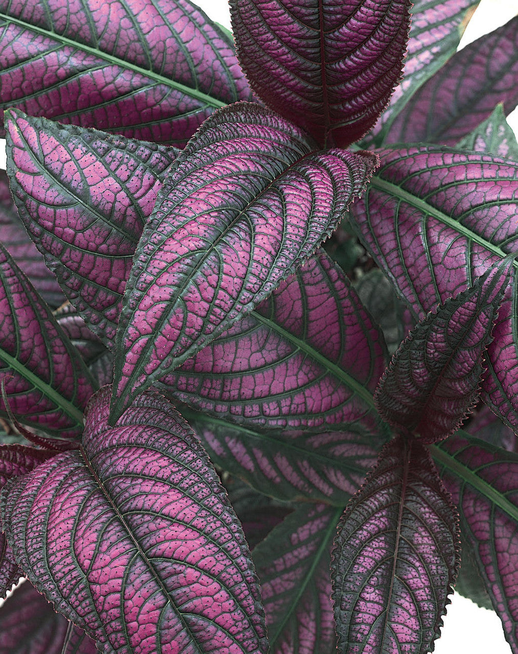 Strobilanthes dyerianus 'Proven Accents® Persian Shield'