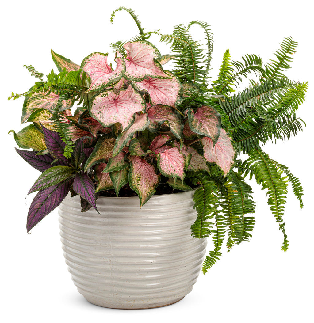 Strobilanthes dyerianus 'Proven Accents® Persian Shield' combination