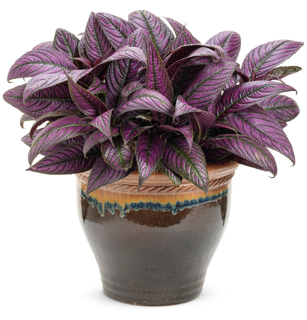 Strobilanthes dyerianus 'Proven Accents® Persian Shield' in decorative pot