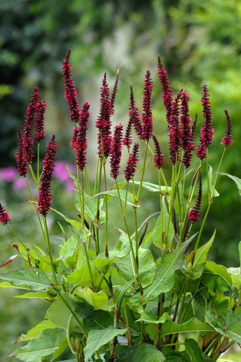 Persicaria amplexicaulis 'Blackfield'