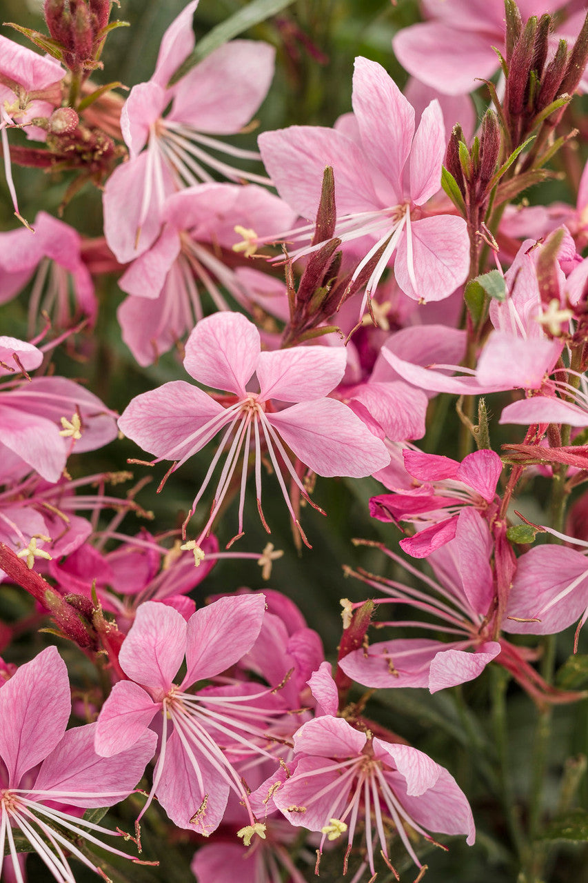 Gaura 'Karalee® Petite Pink'