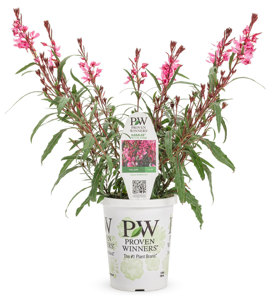 Gaura 'Karalee® Petite Pink' in grower pot