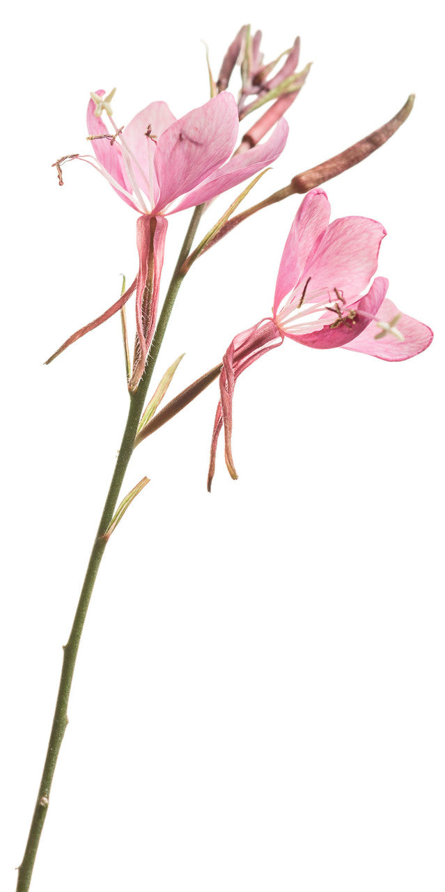 Gaura 'Karalee® Petite Pink' flower