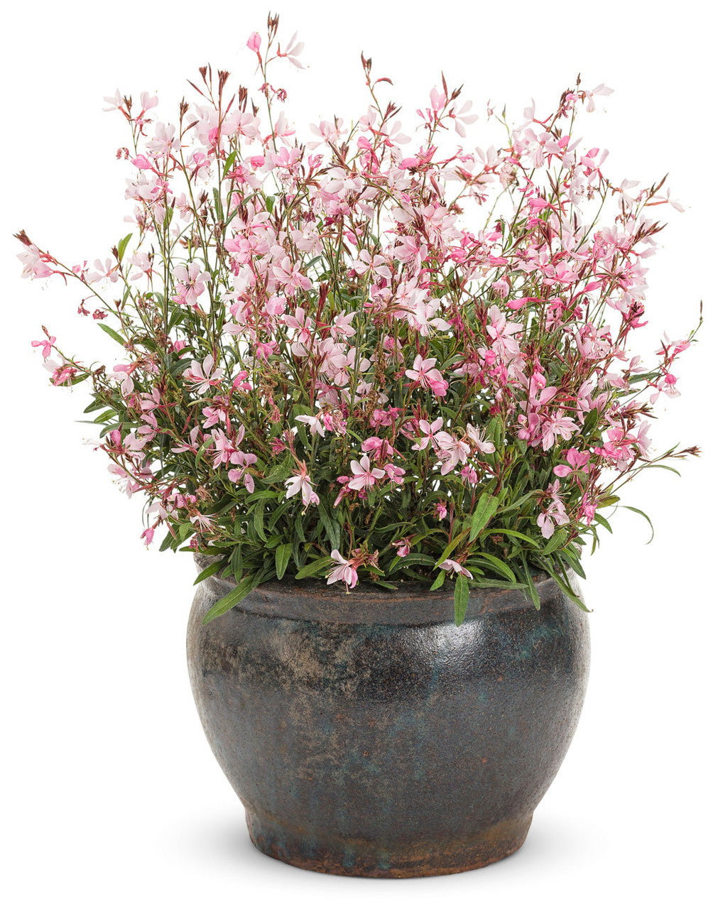 Gaura 'Karalee® Petite Pink' in decorative pot