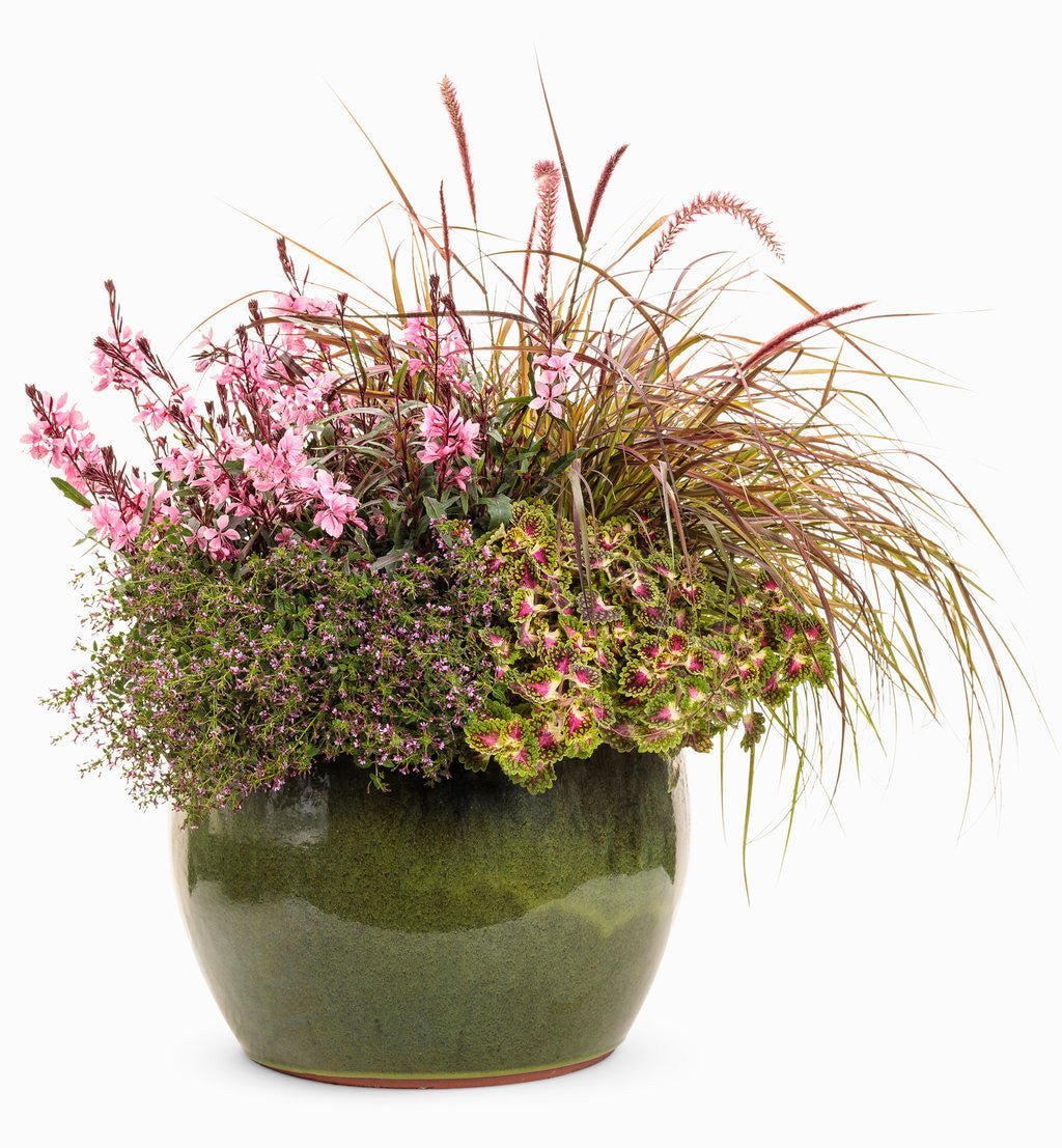 Gaura 'Karalee® Petite Pink' combination