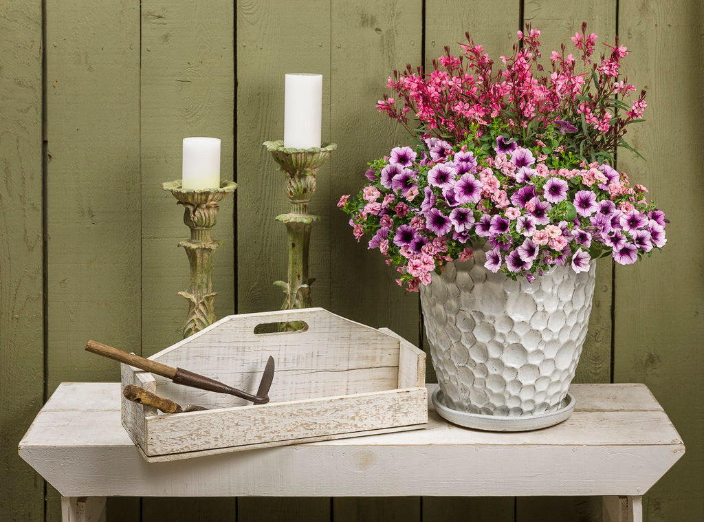 Gaura 'Karalee® Petite Pink'