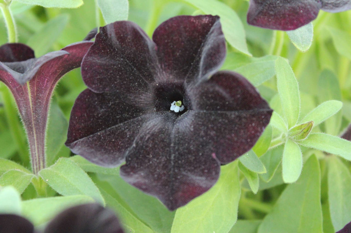 Close-up of a dark purple flower with green leaves in the background