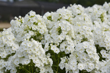 Phlox Paniculata Luminary™ 'Backlight'