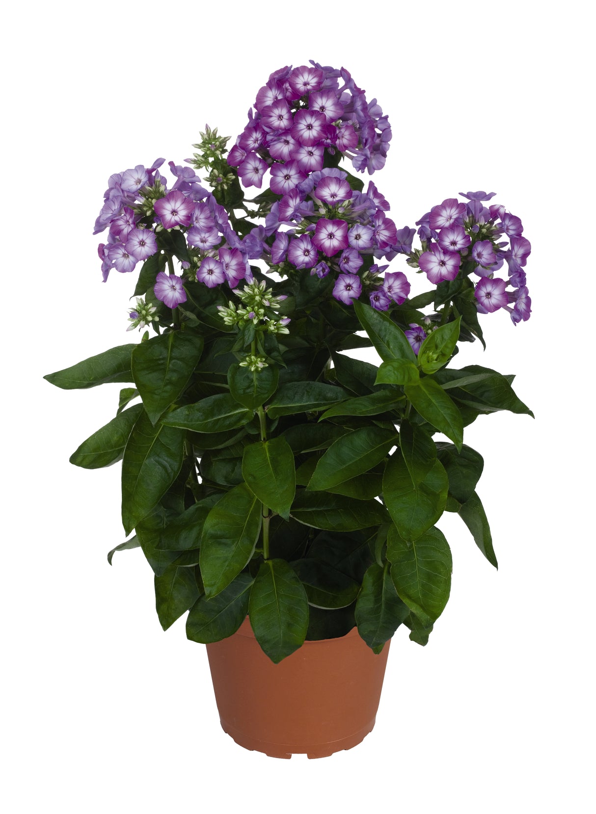 Phlox paniculata 'Flame™ Purple Eye'