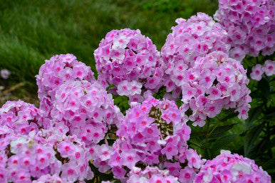 Phlox Paniculata Luminary™ 'Opalescence'