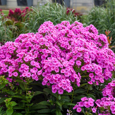 Phlox Paniculata Luminary™ 'Prismatic Pink'