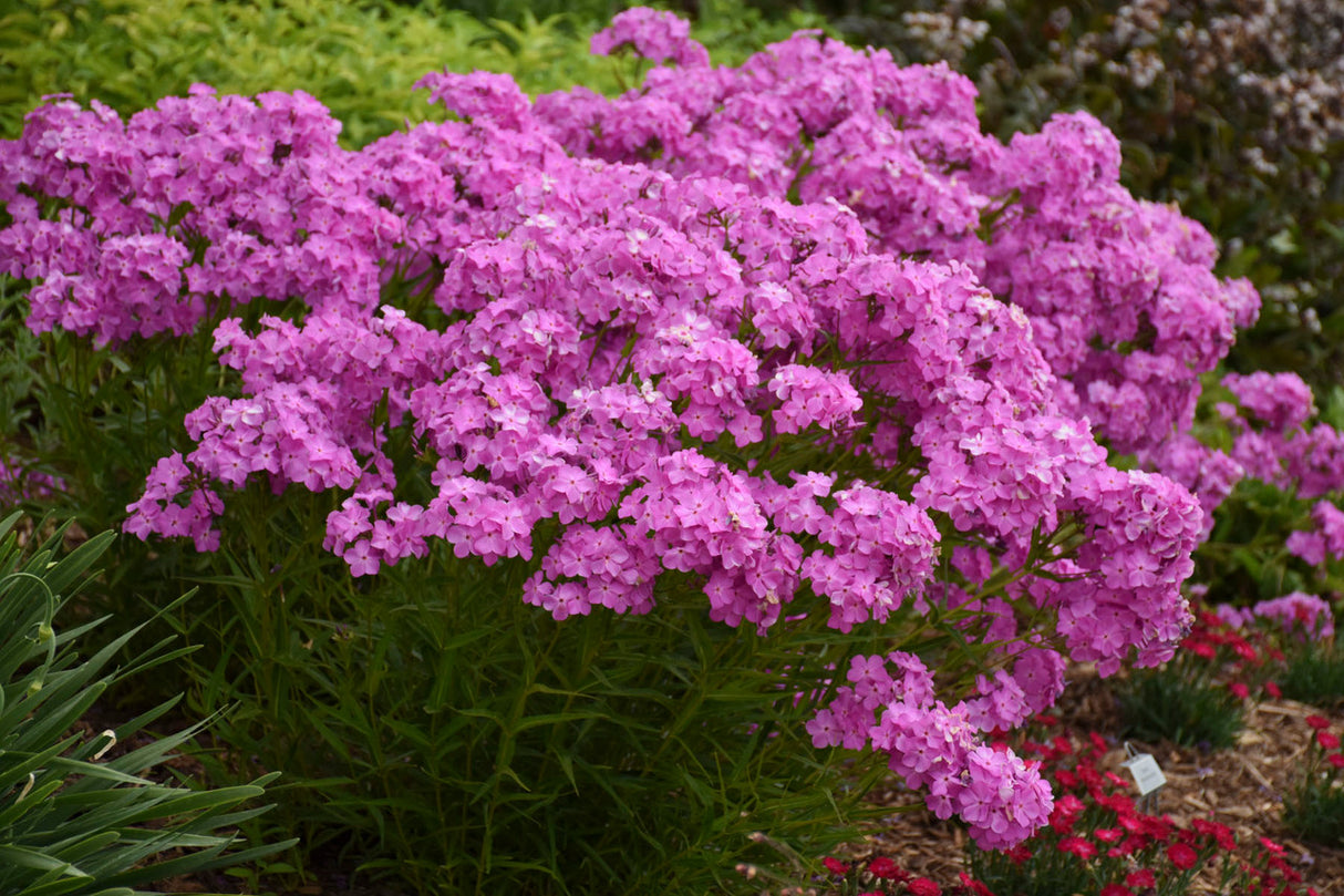 Phlox 'Opening Act Ultrapink'