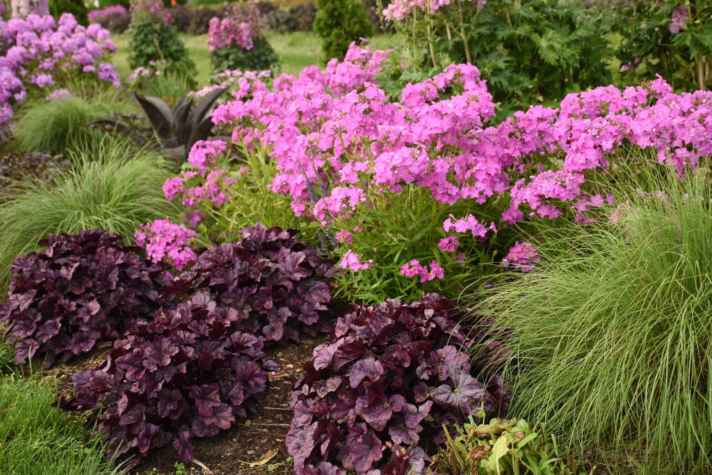 Phlox 'Opening Act Ultrapink'